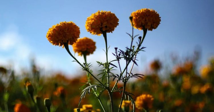 Flor de cempasúchil