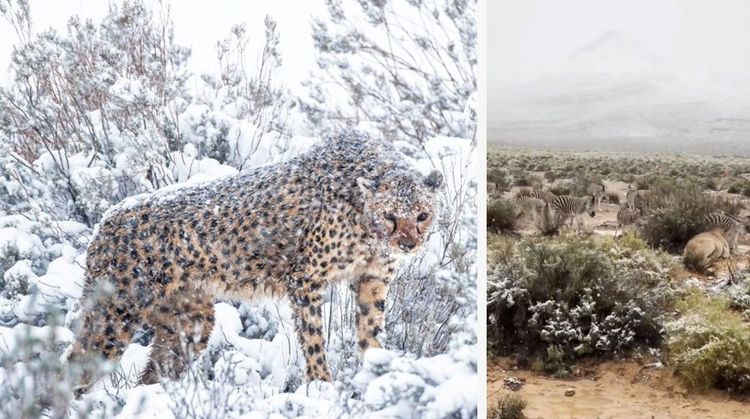 En África Cae nieve