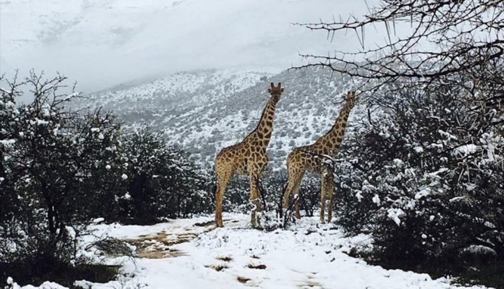 En África Cae nieve