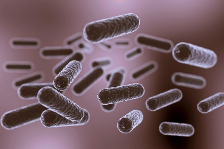 Clostridium difficile