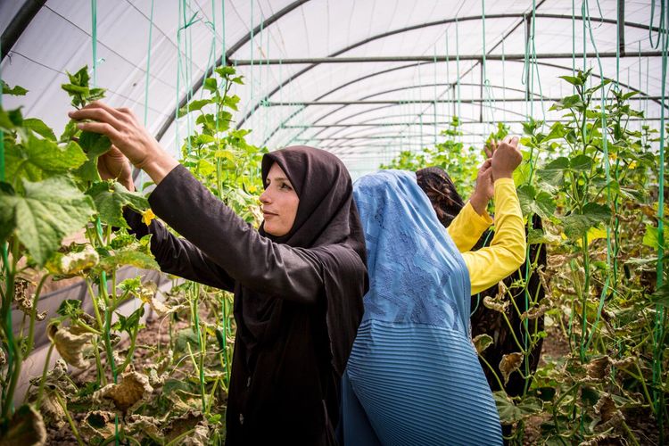 Dia Mundial de la Alimentación