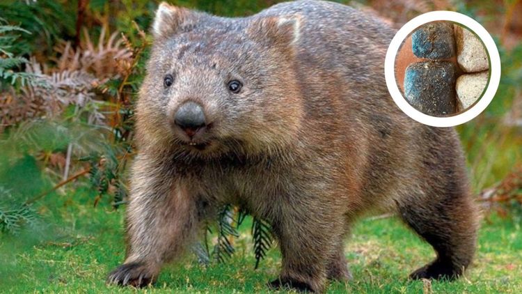 Wombat